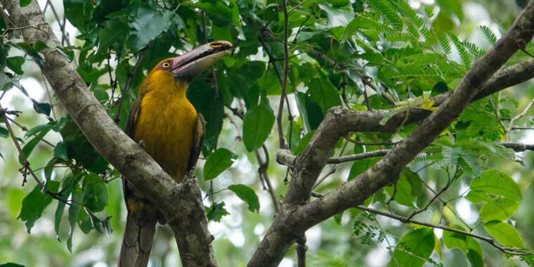 Iguazu Falls Extension Trip Report (Nov 2023)