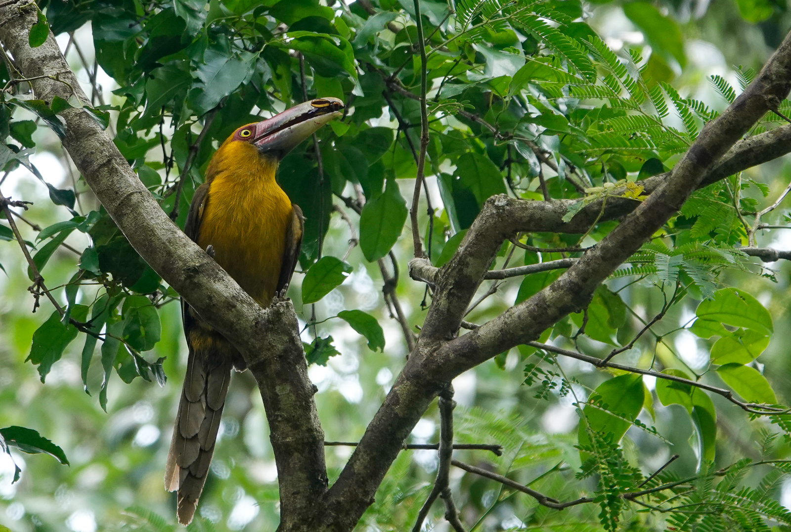 Saffron Toucanets, Iguazu