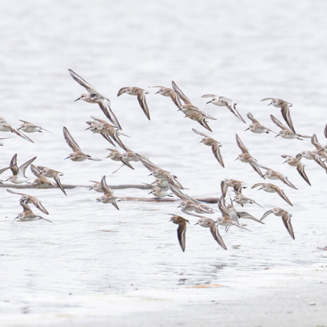 Shorebird flock