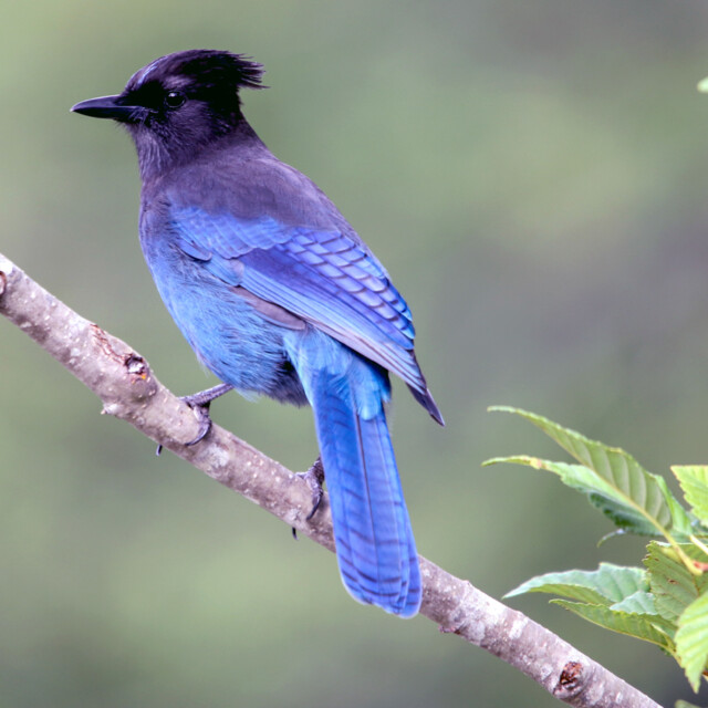 Steller's Jay