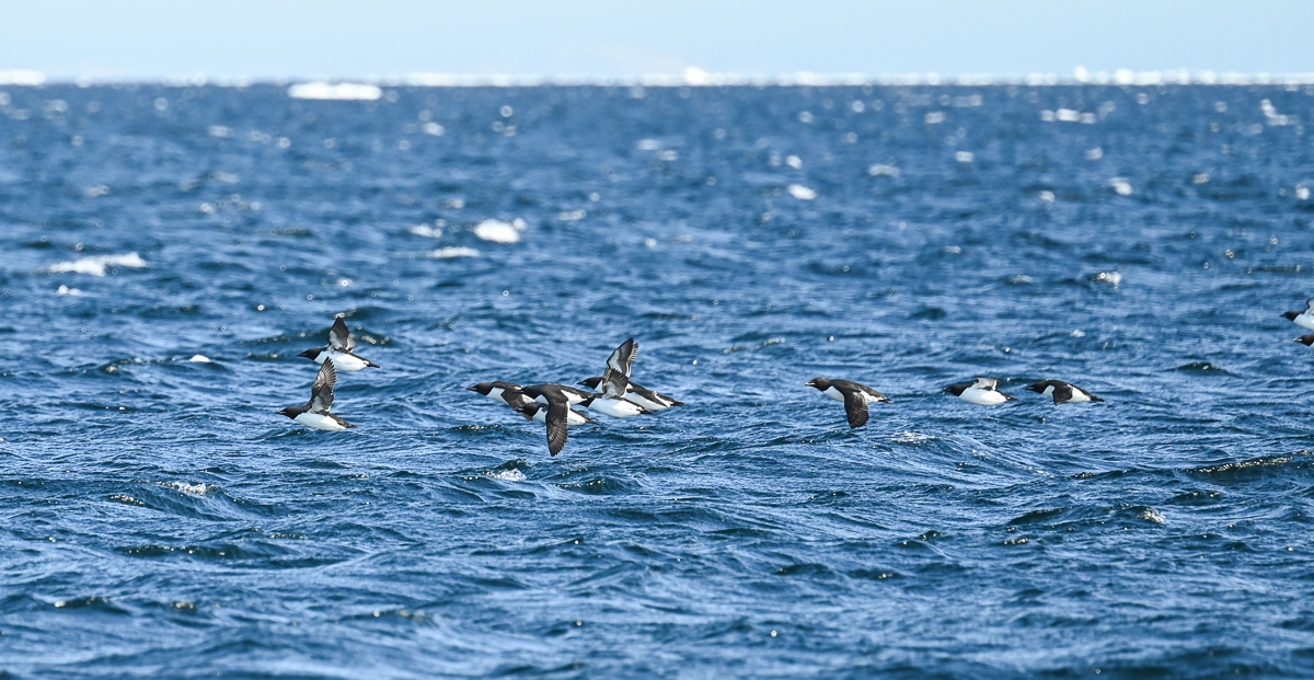 Thick-billed Murre at the floe edge