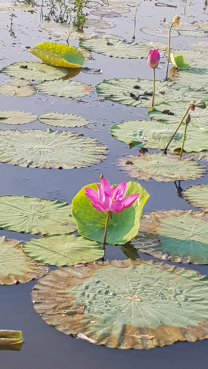 Water lily Australia
