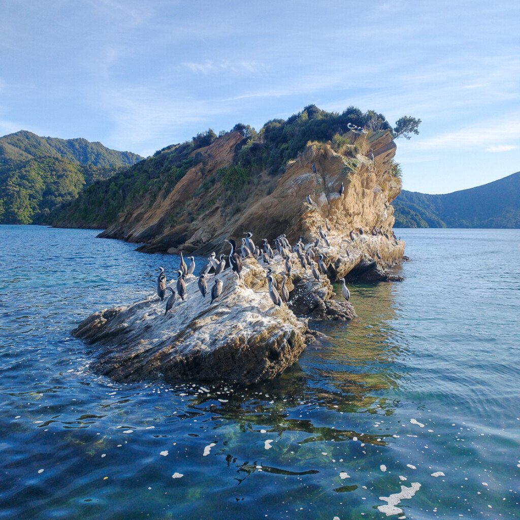 Spotted and King Shags