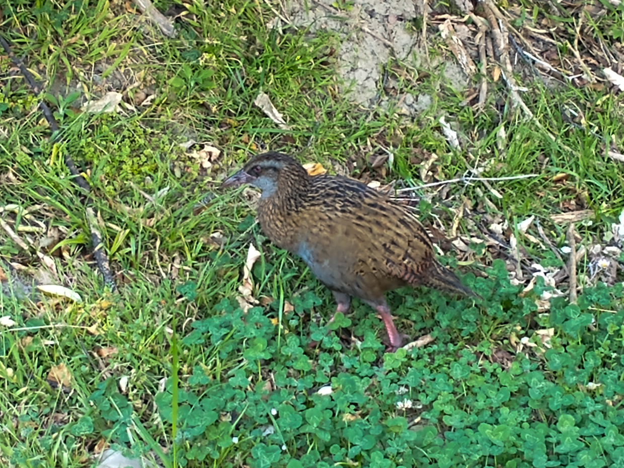Weka