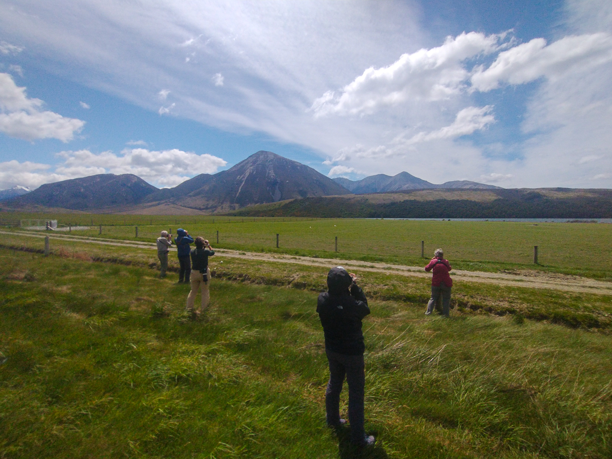 Looking for Black-fronted Terns