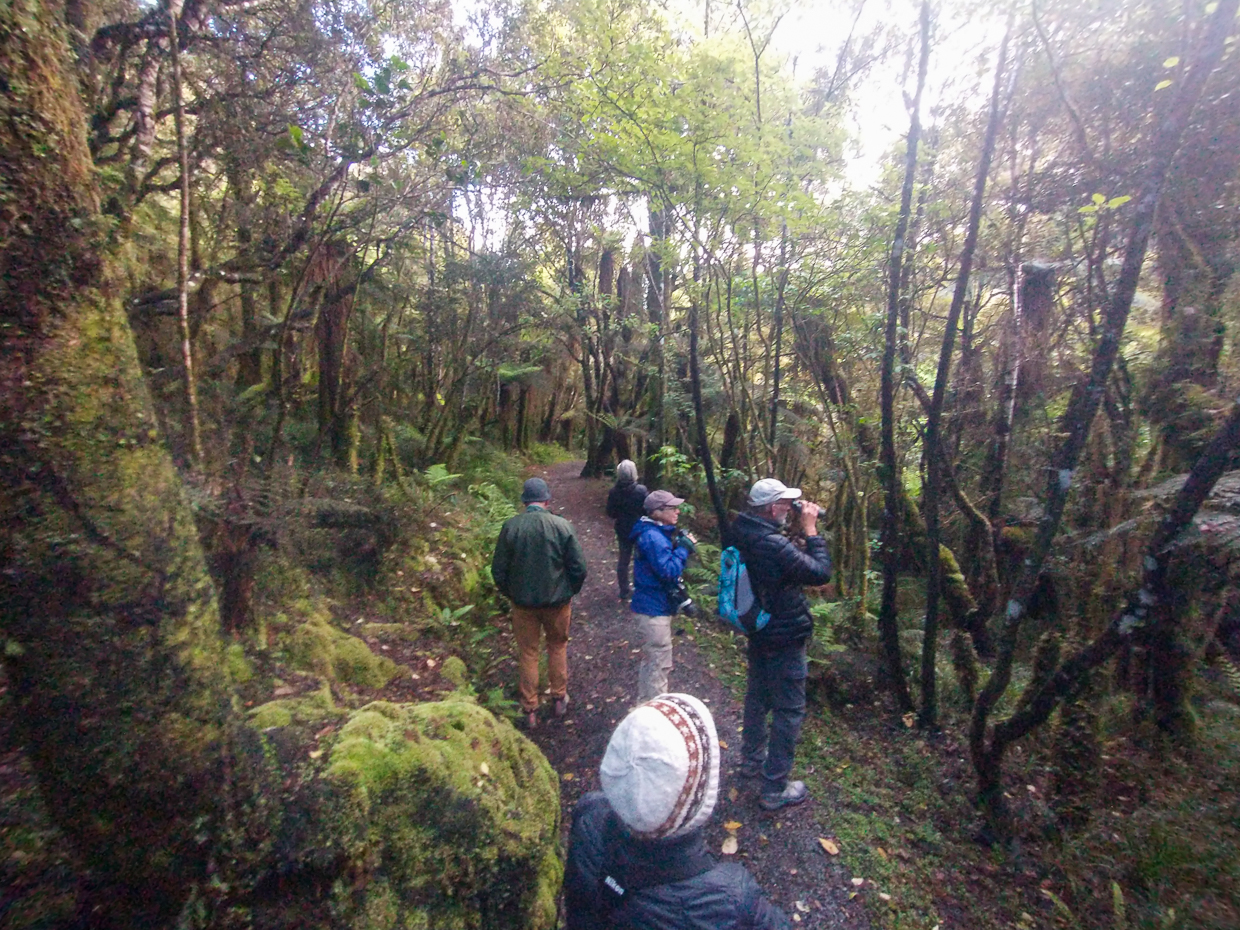 Birders looking at Tomtit
