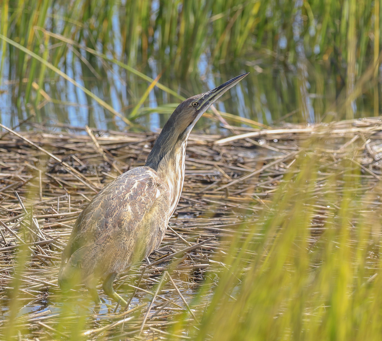 American Bittern