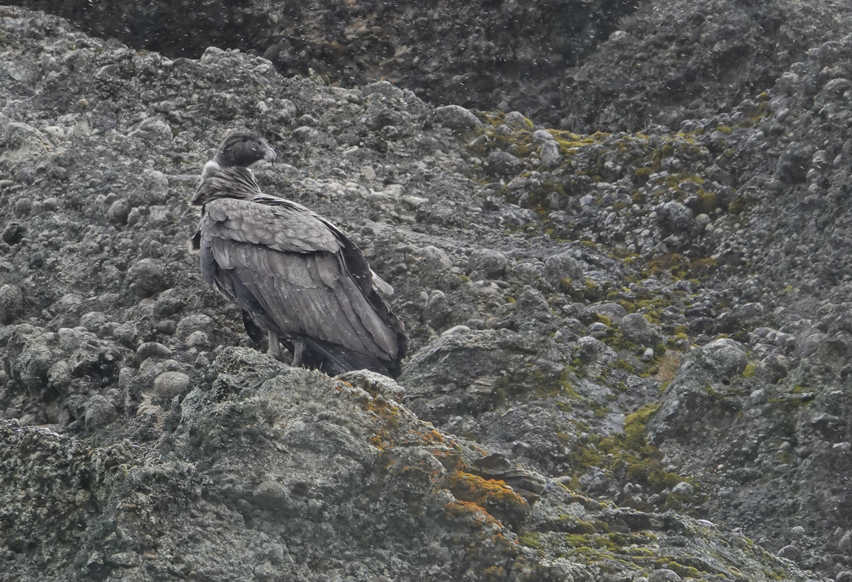 Andean Condor