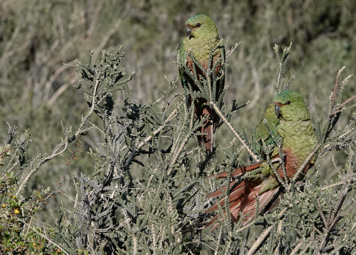 Austral Parakeet