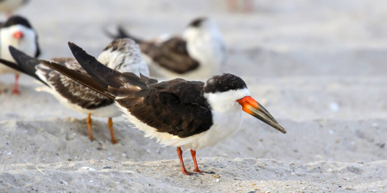 Cape May Fall Migration Trip Report 2023