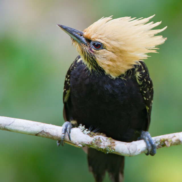 Blond-crested Woodpecker