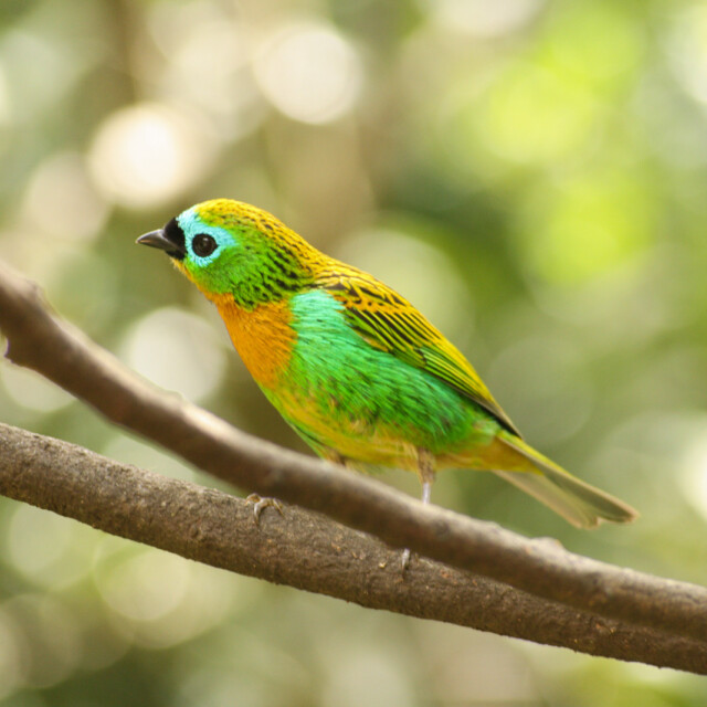 Brassy-breasted Tanager (Saíra Lagarta) on a tree