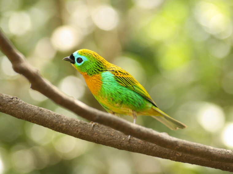 Brassy-breasted-Tanager--