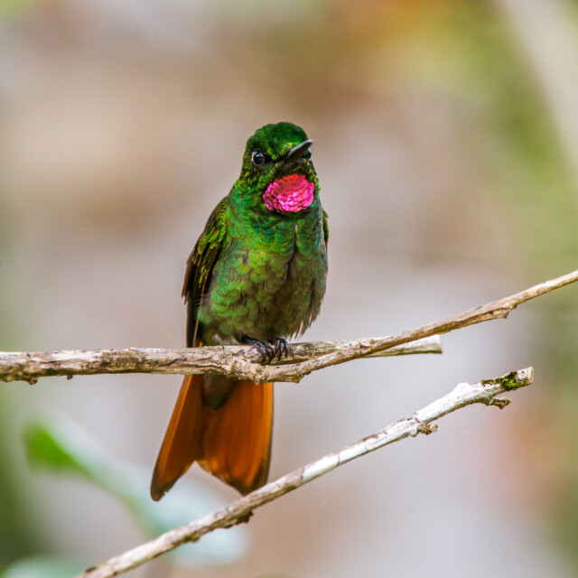 Brazilian Ruby, Brazil Atlantic Forest