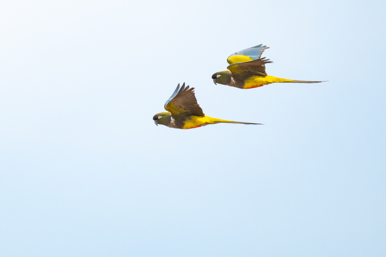 Burrowing Parakeets