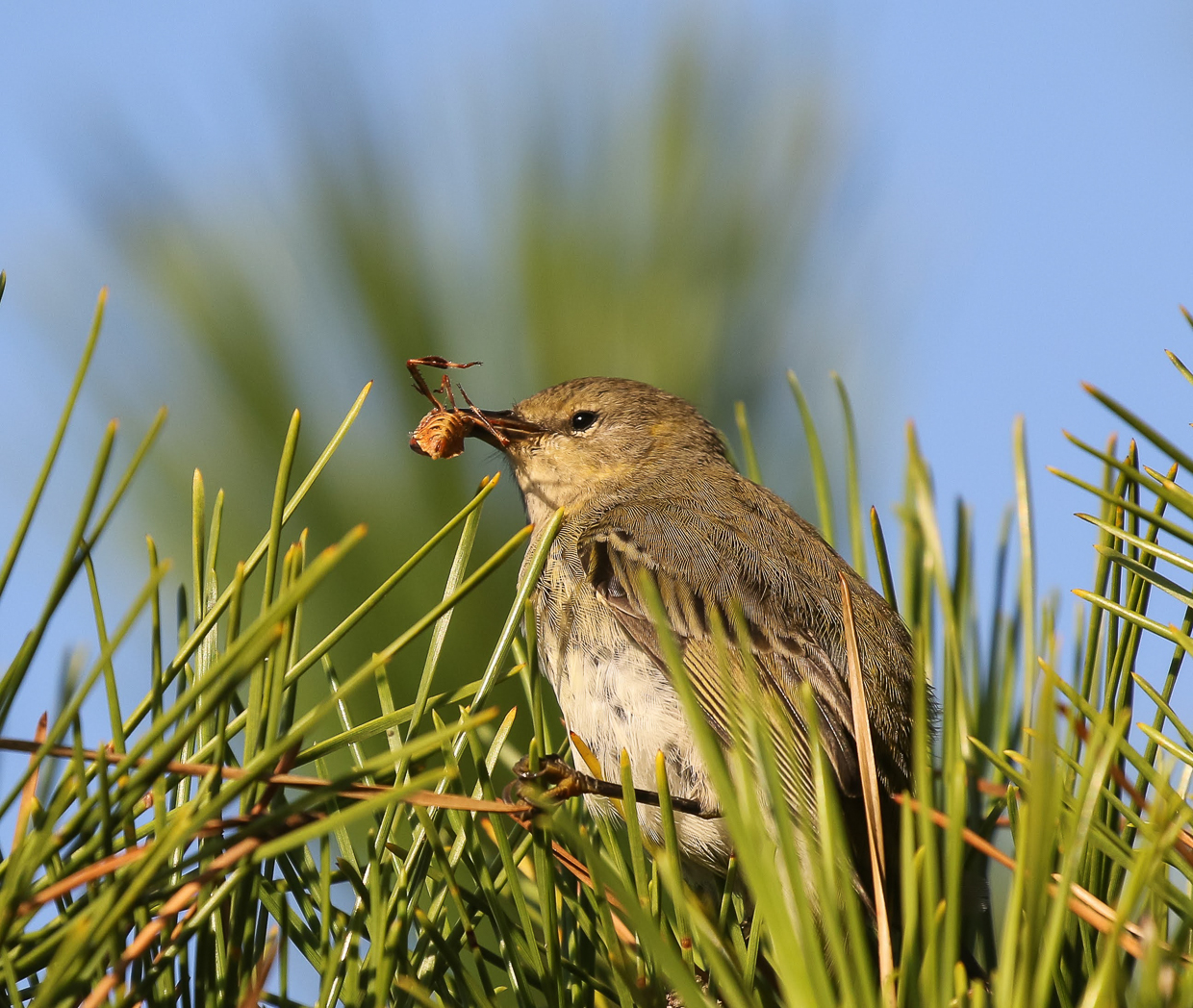 Cape May Warbler