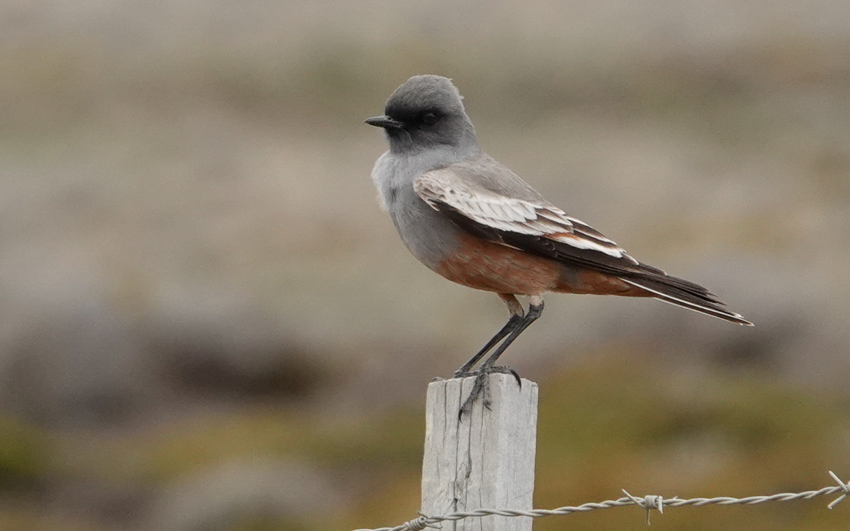 Chocolate-vented Tyrant