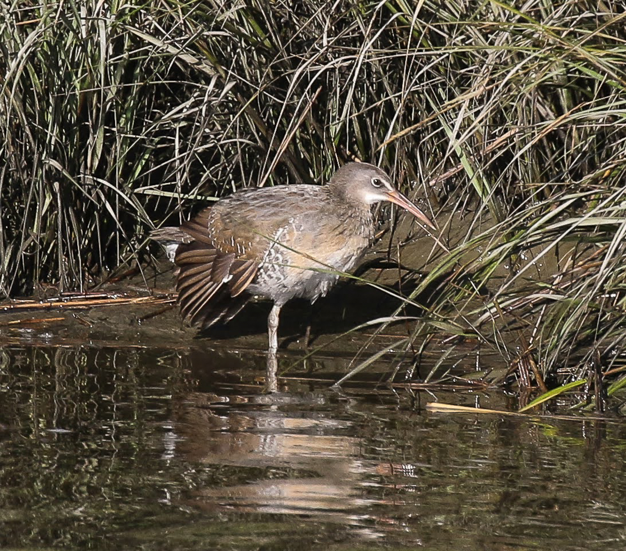 Clapper Rail