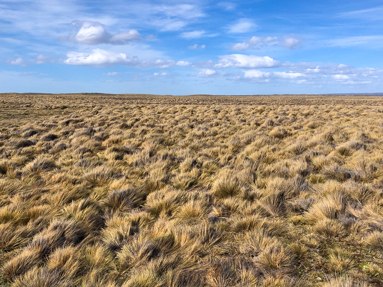 Coiron Grass