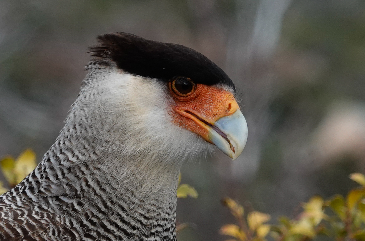Crested Caracara