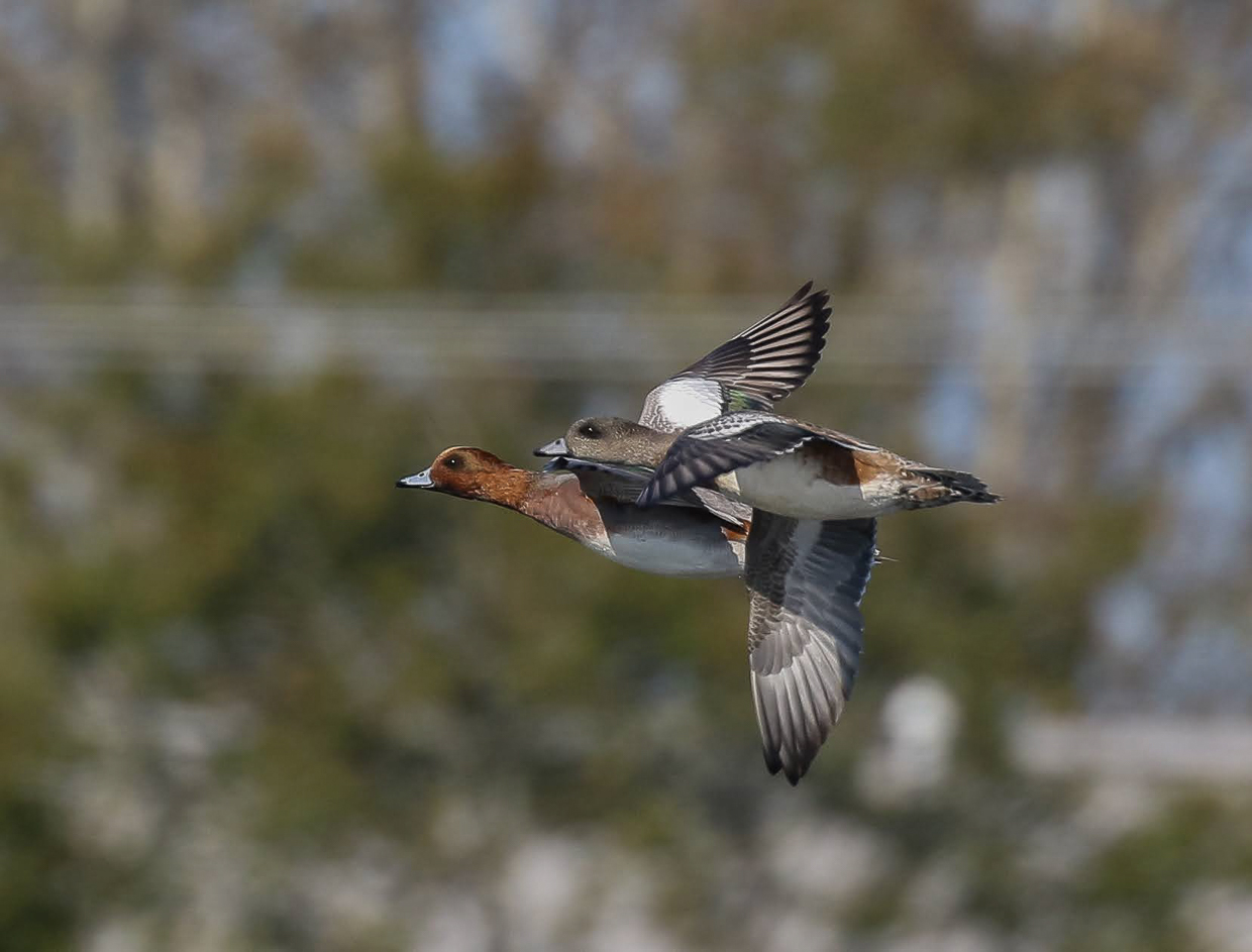 Eurasian Wigeon