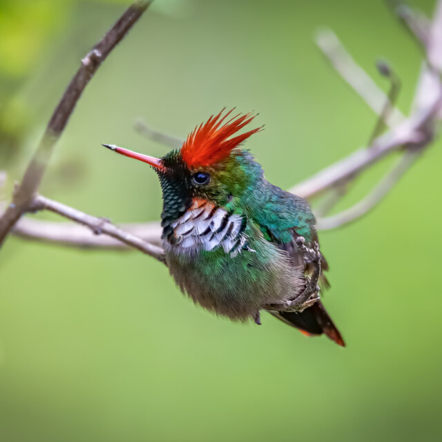 Frilled Coquette