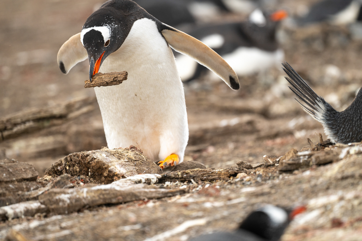 Gentoo Penguin thief