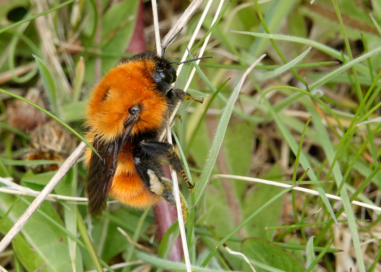 Giant Bumblebee
