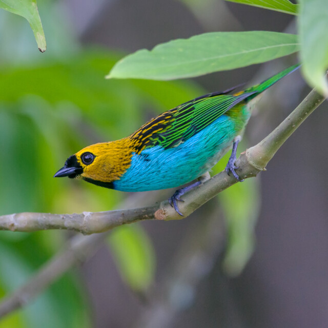 Gilt-edged Tanager