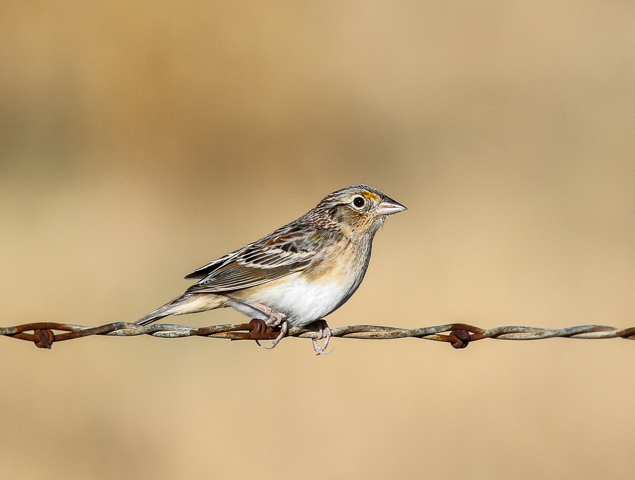 Grasshopper Sparrow