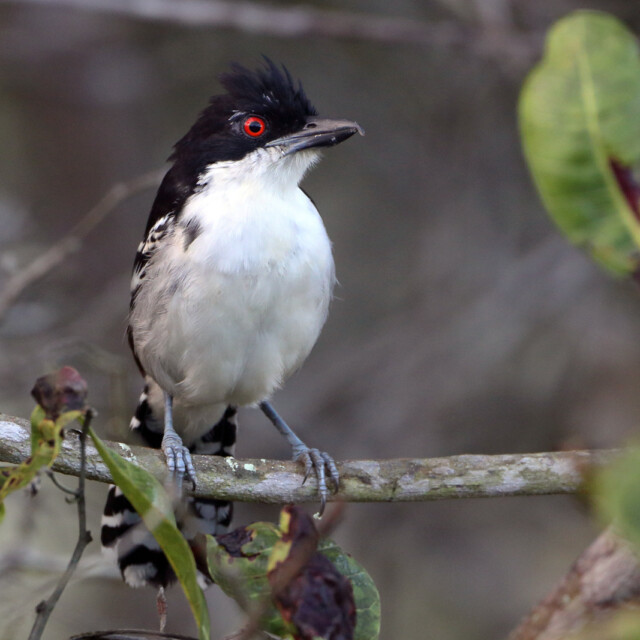 Great Antshrike