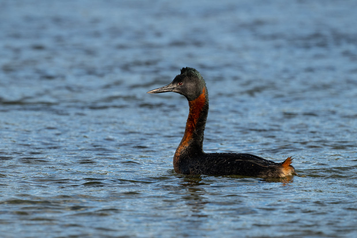 Great Grebe