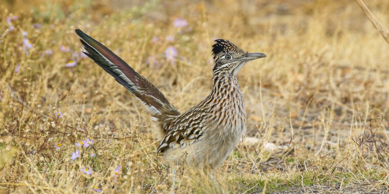 Arizona in Winter Trip Report Nov 2023