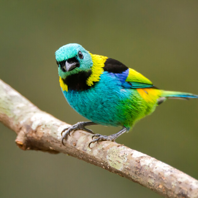 Green-headed Tanager