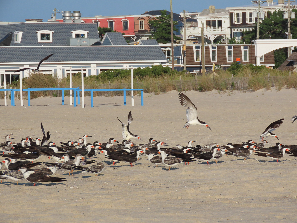 Black Skimmers 