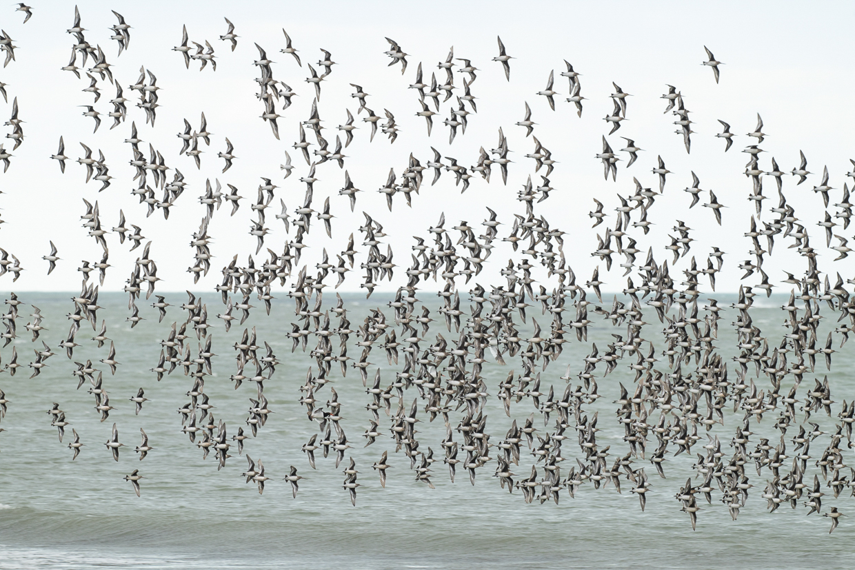 Hudsonian Godwit flock