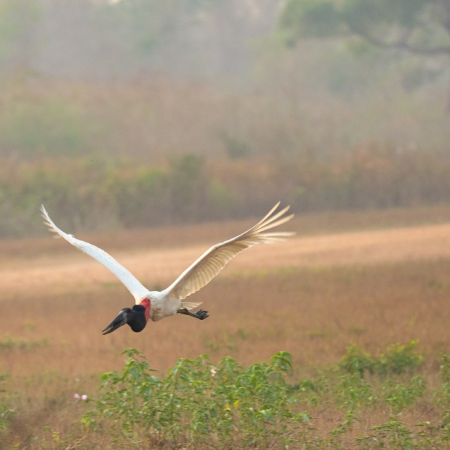 Jabiru