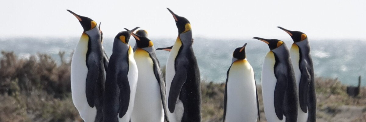 Patagonia Wildlife Safari Trip Report Nov 2023
