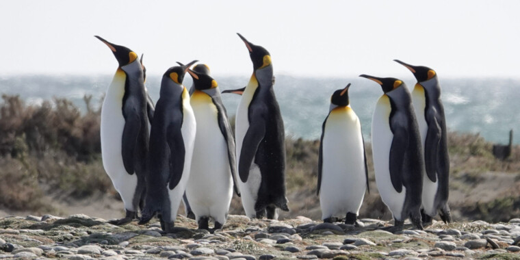 Patagonia Wildlife Safari Trip Report Nov 2023