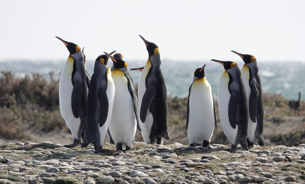 King Penguins