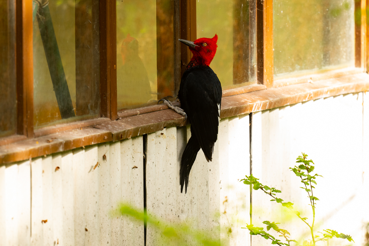 Magellanic Woodpecker