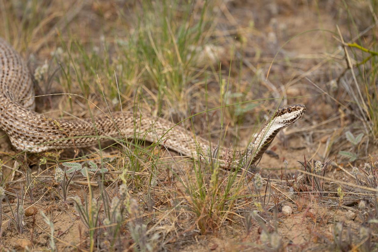 Mouse Hole Snake