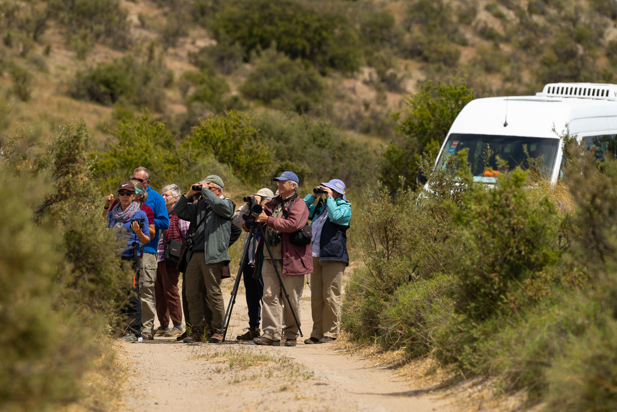 Peninsula Valdes birding