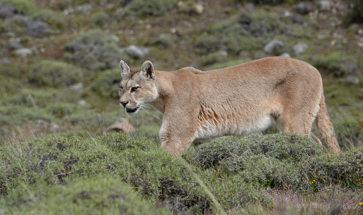 Puma