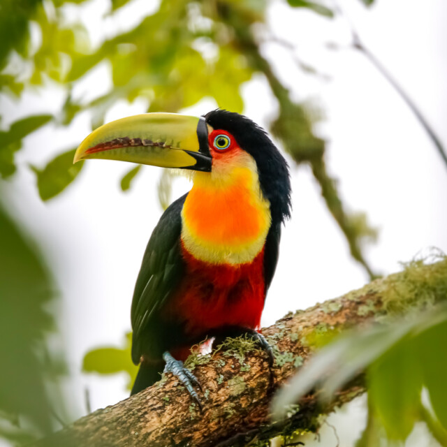 Red-breasted Toucan