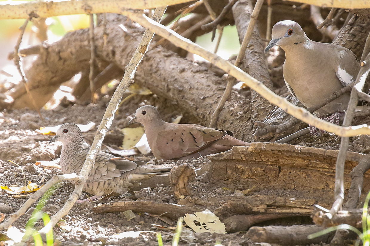Ruddy Ground Dove