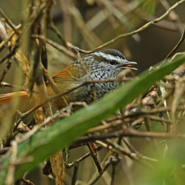 Rufous-tailed Antbird
