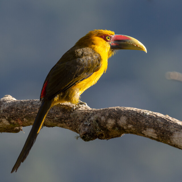 Saffron Toucanet