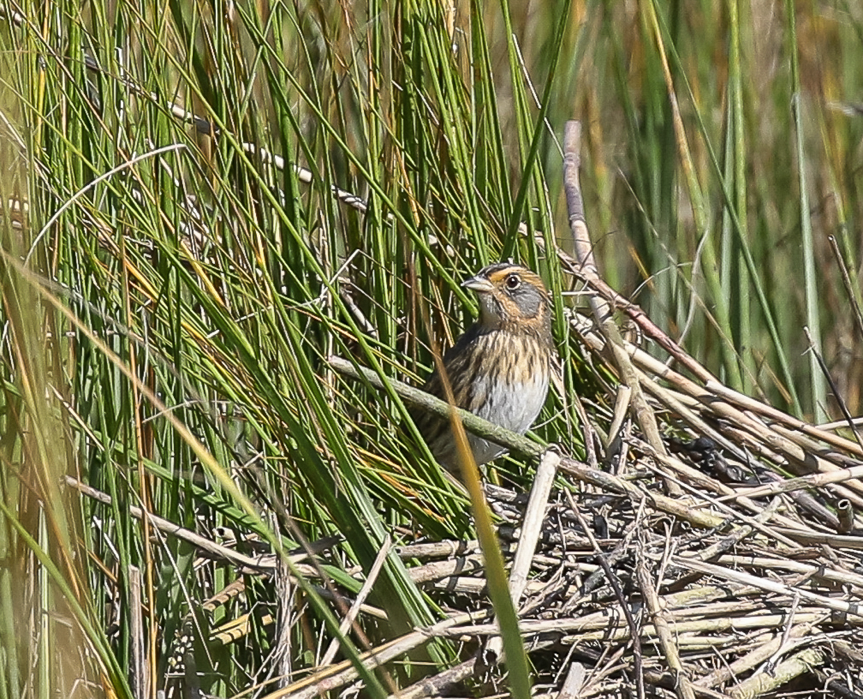 Saltmarsh Sparrow