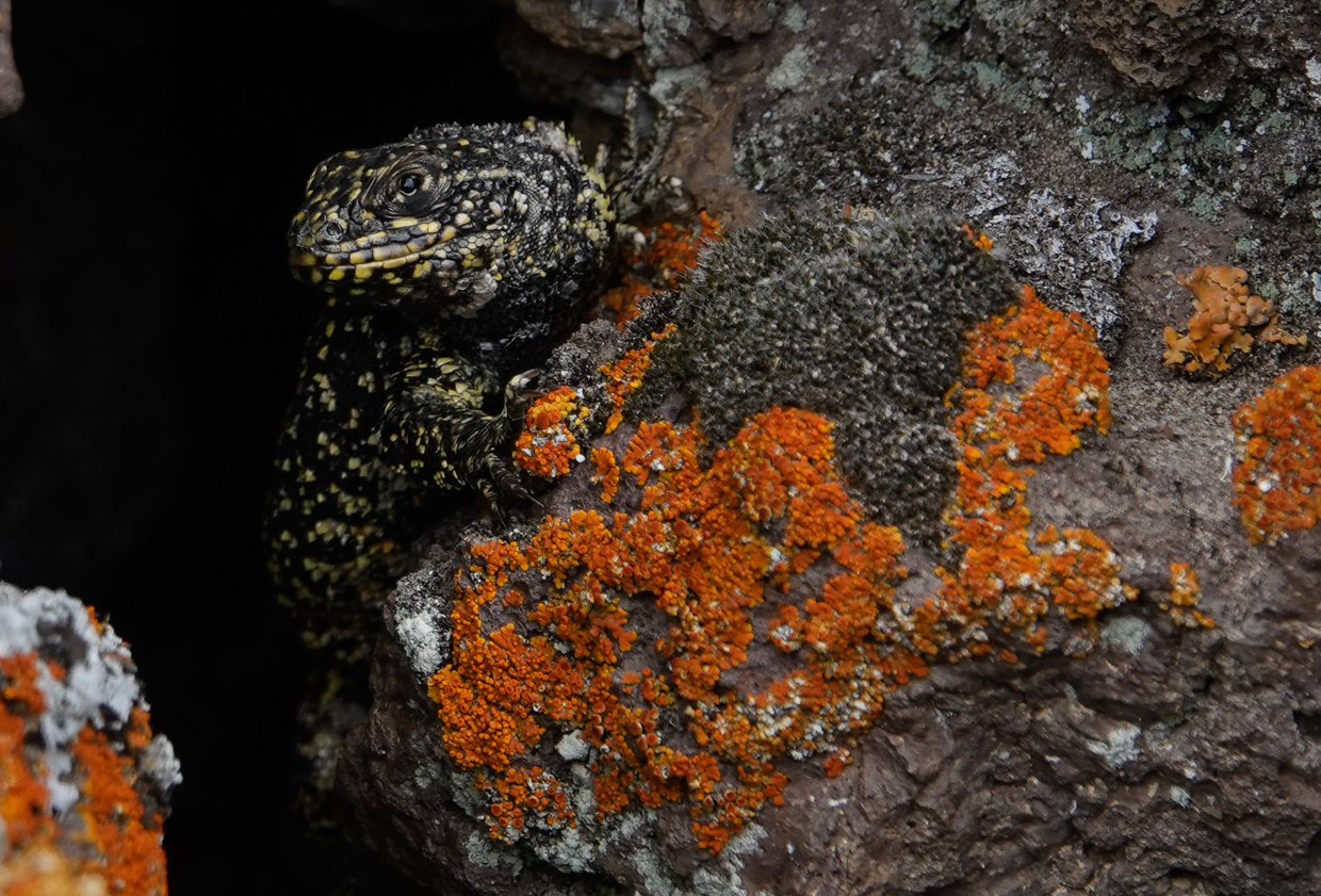 Sarmiento Lizard